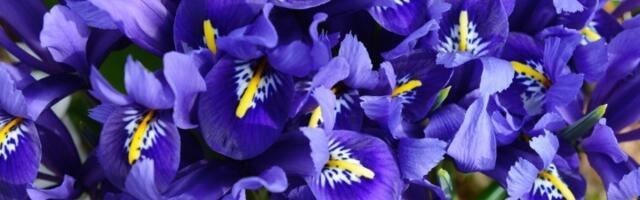 Zovu ga "CVET BOGOVA"!  Simbol plave krvi, štiti dom, ali i dušu čoveka (FOTO)