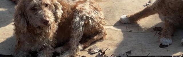 Neobična četvoročlana lagoto porodica traži dom: Mama Lola i tri šarmantna štenca čekaju udomitelje