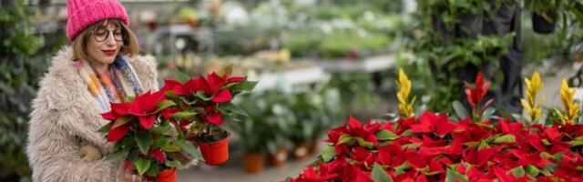 Greška koja uništava božićnu zvezdu: Baštovan otkriva kako se pravilno neguje ova prelepa biljka