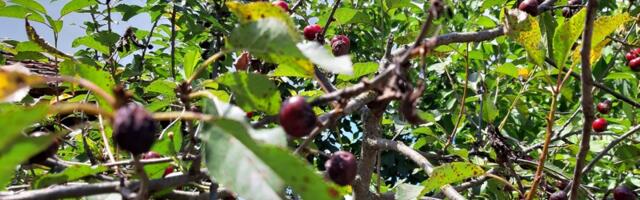Povećani podsticaji za podizanje višegodišnjih zasada voćaka i hmelja u Srbiji