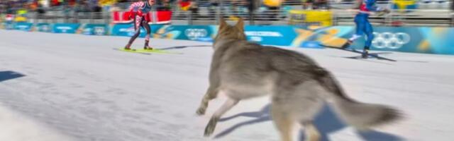 Pas glavna zvezda: Scena sa ZOI zbog koje bruji planeta (FOTO/VIDEO)