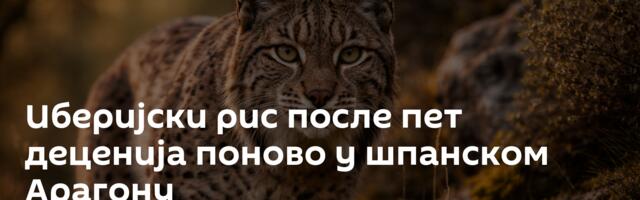 Иберијски рис после пет деценија поново у шпанском Арагону