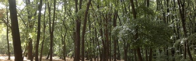 Na Košutnjaku posečeno više od 10 stabala (FOTO)