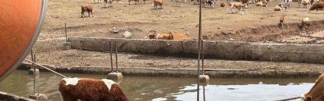 Ministartsvo poljoprivrede: Četiri cisterne vode dnevno za krave i konje na Suvoj planini naredne dve nedelje