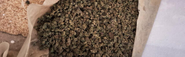 Dačić: Zaplenjeno 200 kilograma marihuane u Loznici