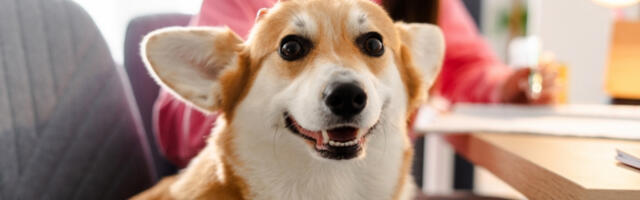 ODGAJIVAČI BACILI KORGIJA U KONTEJNER Pas jedva preživeo hladnoću