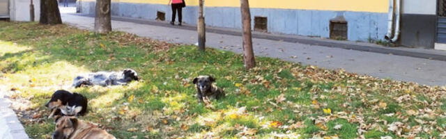 Око че­ти­ри милиона евра одштете за уједе паса и мачака