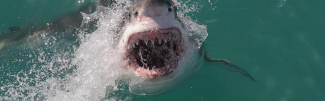 ŠOK OTKRIĆE Ajkule na hit turističkoj lokaciji pozitivne na kokain: Naučnici su veoma zabrinuti