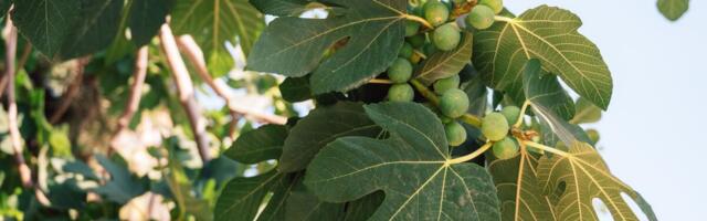 ZAŠTO NIJE POŽELJNO DA SADITE SMOKVU ISPRED KUĆE? Postoji SNAŽAN razlog - POSLE NJEGA DRŽAĆETE JE ŠTO DALJE