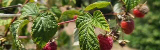 Vreba li mraz? Voćari u strahu: Sledećih 15 dana odlučuje - ili rekordan rod ili totalna katastrofa