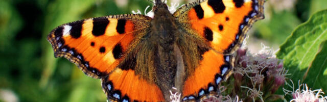 Zelena bolnica, mesto gde dominiraju svetlost i zelenilo (VIDEO)