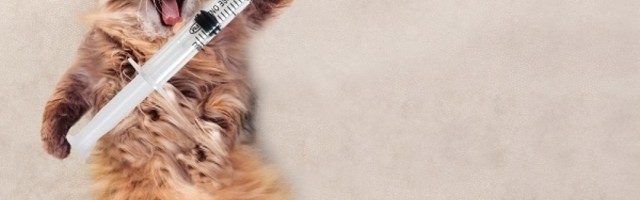 KOVID-19 vakcina za životinje registrovana je u Rusiji, ali da li će vašem ljubimcu trebati injekcija?