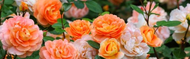 Cveće koje cveta godinama, a gotovo da brine samo o sebi (FOTO)