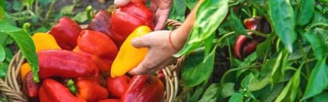 Zalivajte mlade paprike ovim rastvorom i rađaće kao LUDE