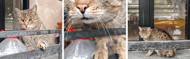 Stanari otišli, Toza ostao: Petogodišnji mačak sa povredom šape čami na jednoj terasi u Beogradu