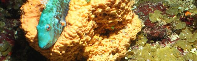 Spektakularne fotografije otkrivaju jedinstvena morska stvorenja i korale oko Karipskih ostrva