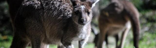 Kengur Dragan pronašao novi dom u niškom prihvatilištu Zooplanet