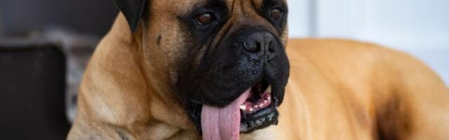 Upoznajte OZIJA - psa sa NAJDUŽIM JEZIKOM NA SVETU: Ginisova knjiga rekorda je potvrdila (VIDEO)