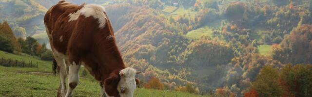 Nova pravila za korišćenje pašnjaka: Detaljan vodič kroz sve izmene