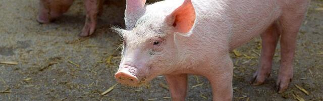 U Somboru povučeno 400 kilograma nebezbednog mesa iz prometa