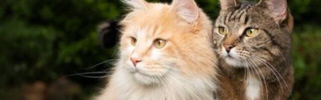 Plakanje od smeha: Ovako izgleda kad je jedna maca pametnija od druge (VIDEO)