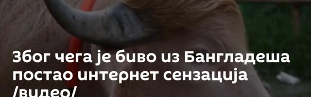Због чега је биво из Бангладеша постао интернет сензација /видео/