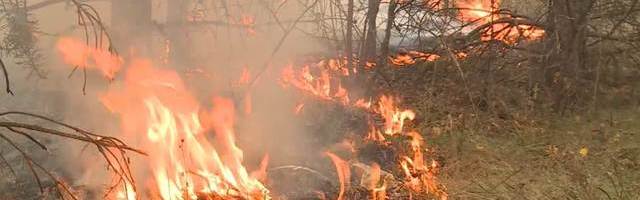 Roštiljanje na Fruškoj gori izazvalo požar na 10 hektara