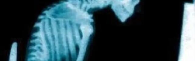 Fitnes stručnjak pruža uvid u ono što sedenje duže od šest sati našem telu radi