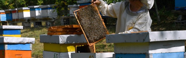 Pčelarka s juga Srbije: Podela na muške i ženske poslove ne treba da postoji