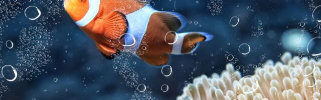 Kako pravilno menjati vodu i podesiti filter da biste izbegli OBOLJENJE GASNIH MEHURIĆA u akvarijumu