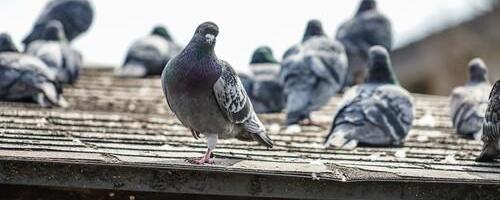 Da li znate zašto nikad ne viđamo mlade golubove? Ova misterija muči milione na internetu, a odgovor je jednostavan