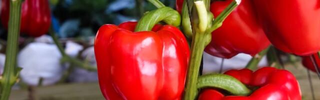 Kako uzgajati PAPRIKE na terasi? Ne traže puno vremena, a ukus je fantastičan