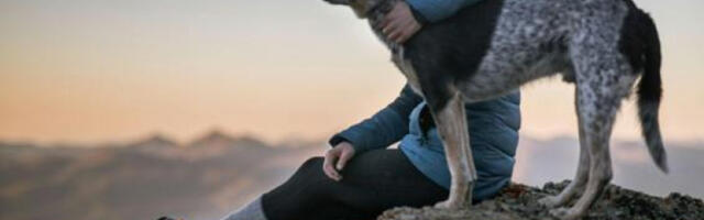 ​Пар добио одштету након што је муж грешком упуцао кућног љубимца уместо јазаваца