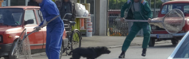 Kuršumlija izdvaja oko 2,8 miliona dinara za hvatanje pasa lutalica