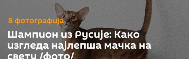 Шампион из Русије: Како изгледа најлепша мачка на свету /фото/