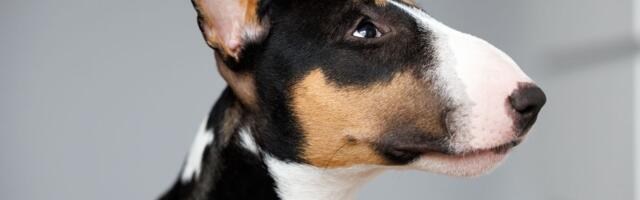 Danas je 1. april, MEĐUNARODNI DAN BUL TERIJERA, rase koju neiskusni vlasnici treba da zaobiđu