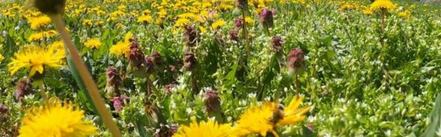 Biljka koja topi salo, čisti otrove iz jetre i smanjuje šećer: Pravo je blago, najbolja je u proleće