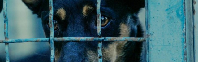 Posle odgledanog filma Prizori iz života džukca, poželećete da usvojite sve pse iz gradskih azila