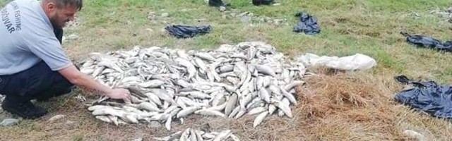 Riba potrovana amonijakom u Kolubari, sumnja se na obližnju farmu