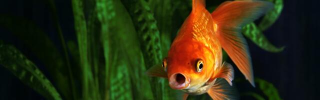 Uticaj akvarijuma prema Feng šui-ju