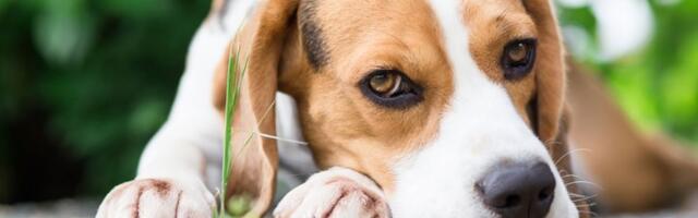 Šaptač psima otkriva: Jedna stvar nepogrešivo ukazuje da vas LJUBIMAC ne poštuje