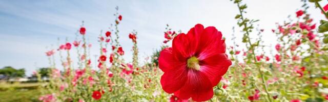 Biljka sa najlepšim cvetom – simbol mira i prijateljstva, a savršena je i u raznim jelima (FOTO)
