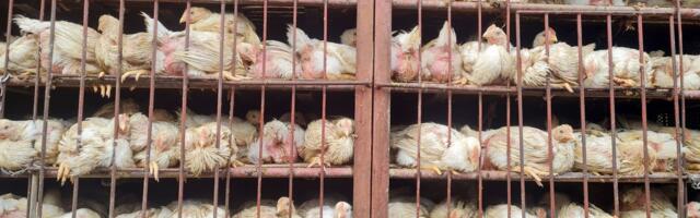 Norveška zabranjuje uzgoj "Franken-pilića": Kraj brzorastućih rasa i nova era humane proizvodnje mesa