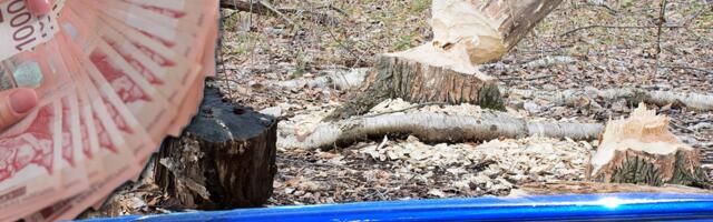 Leskovčani očajni "Neko nam seče stabla": Kazne za ovo delo i ZATVORSKE, svi se pitaju KO SU OVI LJUDI