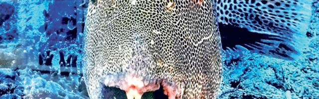 Ревија светлописа и покретних слика воденог плаветнила у Панчеву