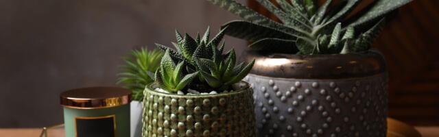 Idealna za zaboravne: Ova biljka ne traži skoro ništa, a krasiće vaš dom godinama