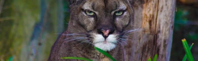 Puma primećena na severu Poljske, formiran tim za njeno hvatanje
