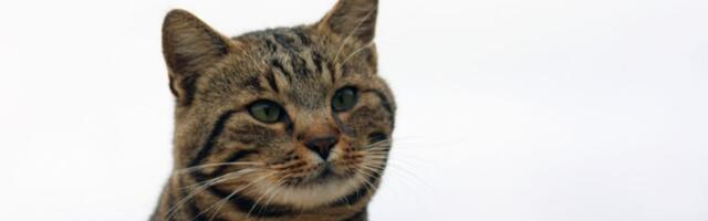 Ako vam je na kućni prag došla nepoznata mačka, to znači samo jedno