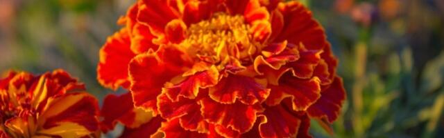 Kažu da ovo prelepo cveće donosi ljubav u kući  - KOMARCI od njega beže kao ludi