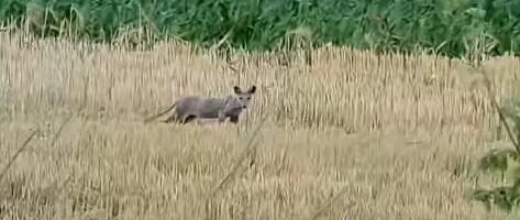 MISTERIOZNI STVOR SNIMLJEN U MAČVI, LJUDI U ŠOKU GLEDAJU Svima se diže KOSA NA GLAVI, pitaju se šta je: Postoje 2 teorije, NE ZNA SE KOJA JE JEZIVIJA (VIDEO)